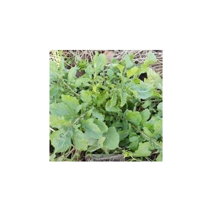 BIO Rukola - Eruca sativa - bio semená rukoly - 50 ks