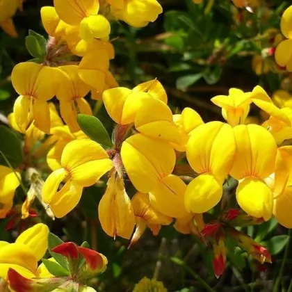 Ľadenec rožkatý - Lotus corniculatus - semená ľadenca - 100 ks