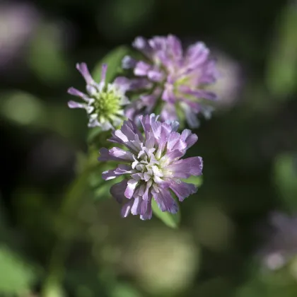 Ďatelina zvrátená - Trifolium resupinatum - semená ďateliny - 100 ks