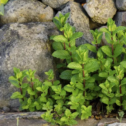 Mäta klasnatá - Mentha viridis - semená mäty - 25 ks