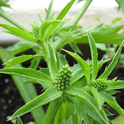 Koriander mexický - Eryngium foetidum - semená koriandra - 50 ks