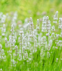 Levanduľa lekárska biela Ellegance Snow - Lavandula angustifolia - semená levandule- 15 ks