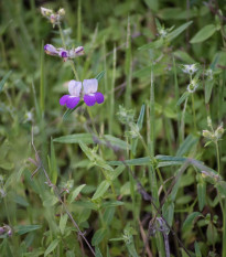 Kolinsia - Collinsia heterophylla - semená kolinsie - 300 ks