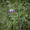 Kolinsia - Collinsia heterophylla - semená kolinsie - 300 ks