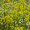 Kôpor Tetra - Anethum graveolens - semená kôpra - 200 ks