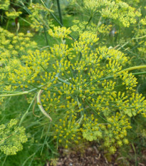 Bedrovník anízový - Pimpinella anisum - semená anízu - 250 ks