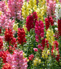 Papuľka väčšia - Antirrhinum majus - semená - 400 ks