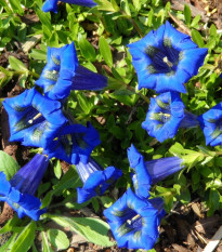 Horec úzkolistý - Gentiana angustifolia - semená - 8 ks