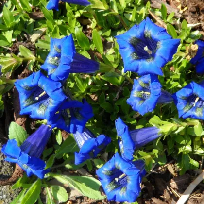 Horec úzkolistý - Gentiana angustifolia - semená - 8 ks