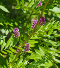 Sladovka hladkoplodá - Glycyrrhiza glabra - semená sladovky - 4 ks