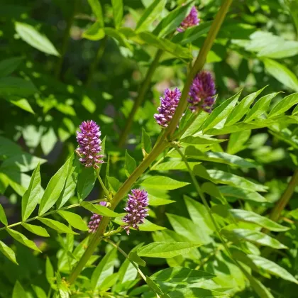 Sladovka hladkoplodá - Glycyrrhiza glabra - semená sladovky - 4 ks