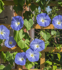 Povojník trojfarebný Blue Star - Ipomoea tricolor - semená - 25 ks