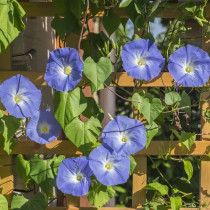 Povojník trojfarebný Blue Star - Ipomoea tricolor - semená - 25 ks