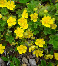 Nátržník vzpriamený - Potentilla erecta - semená nátržníka - 8 ks