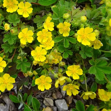 Nátržník vzpriamený - Potentilla erecta - semená nátržníka - 8 ks