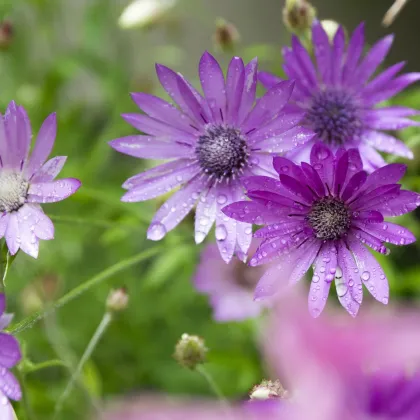 Suchokvet ročný - zmes - Xeranthemum annuum mix - semená - 100 ks