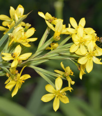 Badil žltý - Sisyrinchium californicum - predaj semien - 10 ks