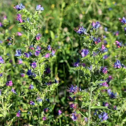 Hadinec skorocelový - Echium plantagineum - semená hadinca - 100 ks