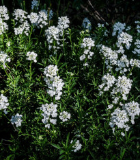 Iberka horká - Iberis amara - semená - 70 ks