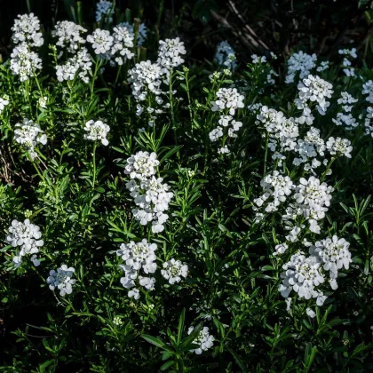 Iberka horká - Iberis amara - semená - 70 ks