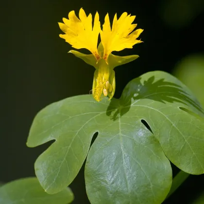 Kapucínka vysoká kanárska - Tropaeolum peregrinum - semená - 10 ks