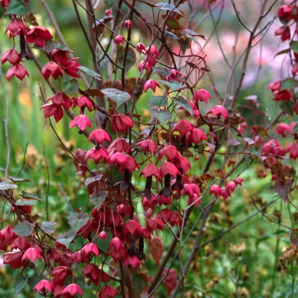 Rodochiton Purple Bells – Rhodochiton atrosanguinemum – semena rodochitonu – 6 ks