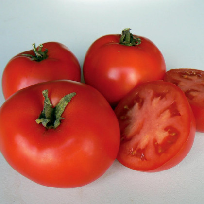BIO Paradajka Legend PhR - Solanum lycopersicum - bio semená paradajky - 7 ks
