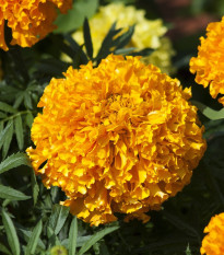 Aksamietnica vzpriamená nízka Golden Age - Tagetes erecta nana - semená - 0,3 g