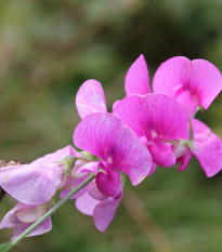 Hrachor voňavý ružový - Lathyrus odoratus - semená - 20 ks