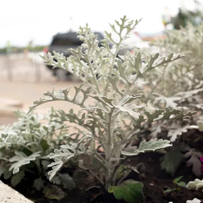 Starček prímorský - Senecio cineraria - semená starčeka - 150 ks