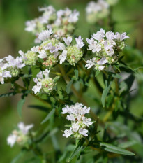 Americká horská mäta - Pycnanthemum pilosum - semená mäty - 20 ks