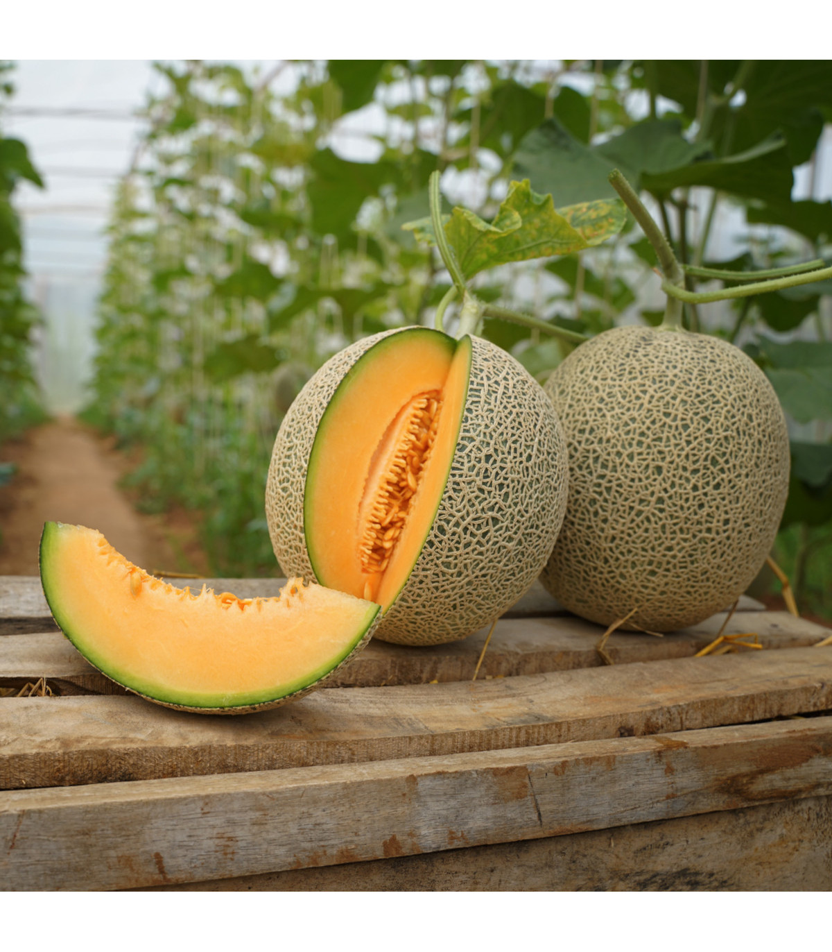 Melón Cantaloupe - predaj semien melónu - 5 ks