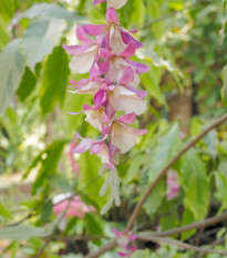 Indigovník farbiarsky - Indigofera tinctoria - semená indigovníka - 7 ks