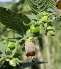 Ľuľkovec zlomocný - Atropa belladonna - semená ľuľkovca - 10 ks