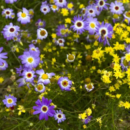 Krátkochlpok iberkolistý zmes farieb - Brachyscome iberidifolia - semená - 500 ks