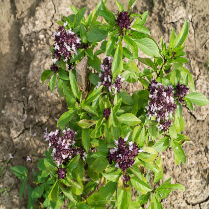 Bazalka pravá Spice - Ocimum basilicum Spice Basil - semená bazalky - 30 ks