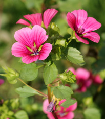 Slezovka trojklanná purpurová - Malope trifida - semená - 25 ks