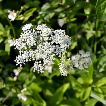 Bedrovník obyčajný - Pimpinella Saxifraga - semená bedrovníka - 50 ks