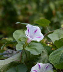 Povojník purpurový Milky Way - Ipomoea purpurea - semená - 25 ks