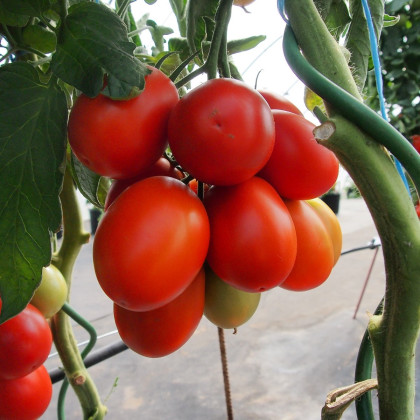 Paradajka Sonet F1 - Solanum lycopersicum - semená paradajky - 20 ks