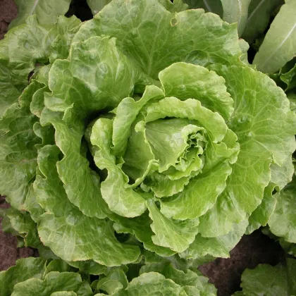 Šalát rímsky Galander - Lactuca sativa var. Romana Gars - semená šalátu - 300 ks