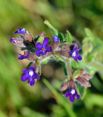 Smohla lekárska - Anchusa officinalis - semená smohly - 10 ks