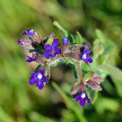 Smohla lekárska - Anchusa officinalis - semená smohly - 10 ks