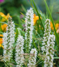 Liatra klasnatá Floristan White - Liatris spicata - semená liatry - 20 ks