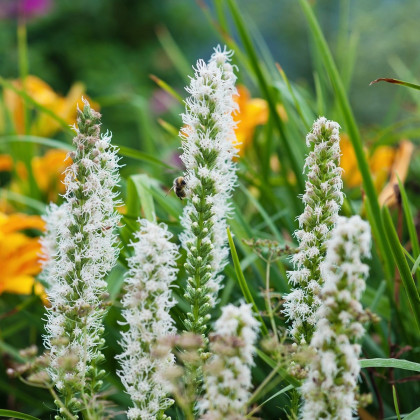 Liatra klasnatá Floristan White - Liatris spicata - semená liatry - 20 ks