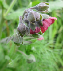 Psojazyk lekársky - Cynoglossum officinale - semená - 10 ks