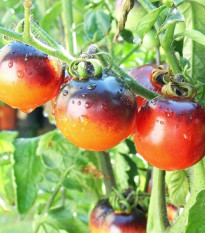 Paradajka Indigo Rose - Solanum lycopersicum - semená paradajky - 7 ks