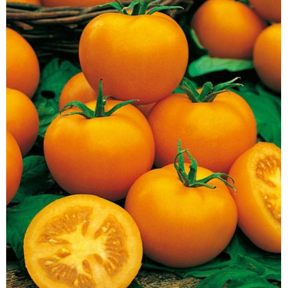 Paradajka Zlatá kráľovná - Solanum lycopersicum - semená paradajky - 10 ks