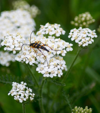 Rebríček obyčajný biely - Achillea millefolium - semená rebríčka -500 ks