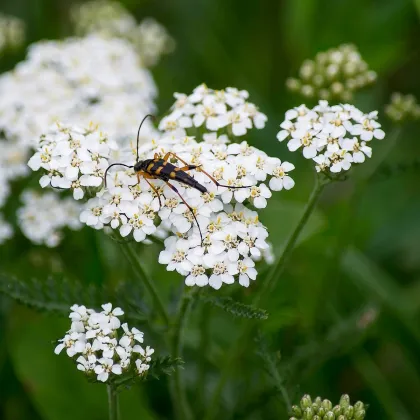 Rebríček obyčajný biely - Achillea millefolium - semená rebríčka -500 ks